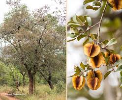 Image result for Combretum hereroense