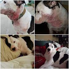 Our family has rescued and purchased a number of dogs since 1990 and the pet doctor has been our veterinarian since that time. Pet Doctor Of Flushing 17 Photos 29 Reviews Veterinarians 2562 Francis Lewis Blvd Flushing Ny Phone Number