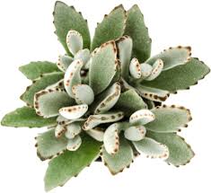 Kalanchoe Tomentosa Panda Plant In 2020 Plants Succulents Cacti And Succulents