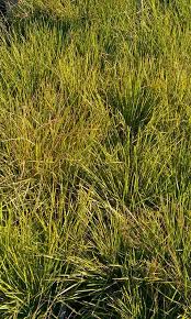 The genus is widespread across many countries.78. Waldschmiele Deschampsia Cespitosa Wintergrunes Gras