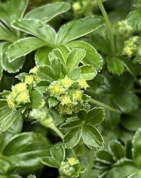 Image result for Alchemilla ellenbeckii