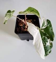 Pin On Indoor Plants