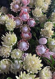 Image result for Protea angolensis