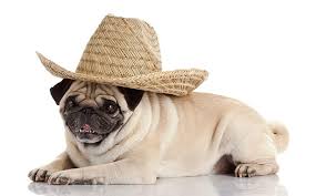 Did you know over half of all pet dogs are overweight? Fat Dog Names 135 Ideas For Plump Pups My Dog S Name