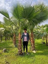 Image result for Washingtonia
