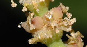 Image result for Gnetaceae