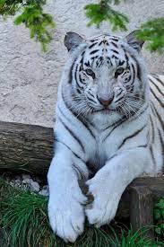 Pin By Mjones On Wild Pets Animals Beautiful Animals Cute Baby Animals