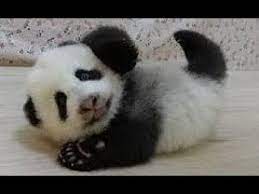 three panda babies at chengdu 2013 december 大熊猫 パンダ youtube panda bear baby animals super cute baby panda bears