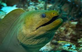 Moray definition, any of numerous chiefly tropical eels of the family muraenidae, having porelike gill openings and no pectoral fins. Moray Eel Prehistoric Earth A Natural History Wiki Fandom