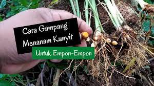 Cara Menanam Kunyit Di Polybag Untuk Empon Empon Kesuburan Kunyit Tahu
