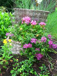 An Old Basket I Had Was A Perfect Addition To My Garden Container Garden Design Love Garden Tea Party Garden
