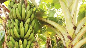 Feb 28, 2018 · unfortunately, the cavendish will not do. Logo Ein Giftiger Pilz Bedroht Die Bananen Zdftivi