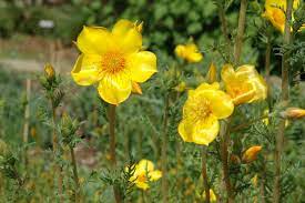 What Is Mentzelia Blazing Star Information About Mentzelia Wildflowers