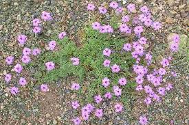 Image result for Verbena aristigera