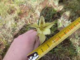 Image result for Gladiolus brachyphyllus