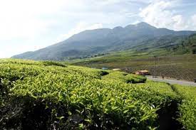 Check spelling or type a new query. Singgah Di Keindahan Kebun Teh Solok