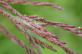 Image result for Dinebra