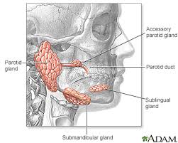 There are four glands.parathyroid glands are dipped in back in thyroid gland. Salivary Gland Infections Information Mount Sinai New York