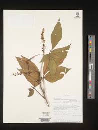 Image result for Allophylus ferrugineus