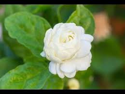 Flowers Name In English Pictures Videos Charts Ira Parenting