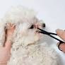 Dual-Action Bristle Grooming Tool from www.boilingspringskennels.com