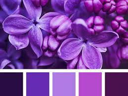 Warna purple melambangkan keakhraban dan rasa nyaman. 21 Macam Macam Warna Ungu Arti Makna Kombinasi Kode