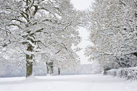 Beautiful world beautiful places beautiful pictures beautiful shoes winter scenery winter sunset winter trees snow scenes. Beautiful Winter Forest Scene With Deep Virgin Snow And Plenty Stock Photo Picture And Royalty Free Image Image 8530569