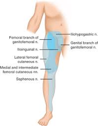 Normally, the abdomen and groin are kept separate by a wall of muscle and tissue. Inguinal Hernias Basicmedical Key