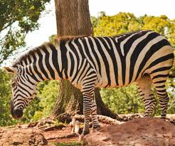 Zebra Jigsaw Puzzle Zebra Animals Animal Puzzle