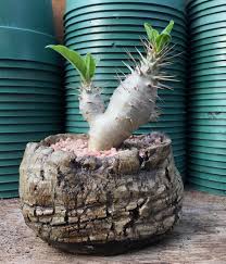 Image result for Pachypodium lealii