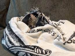 I love the way cats lie half on and half off these cat pads. Cats Like Warm Things And Here S Why Our Cats World