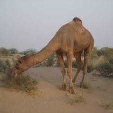 They live in central and east asia. Pdf Camel Rearing In Cholistan Desert Of Pakistan