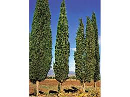 The foliage of this tree is a dark forest green. Cypress Plant Britannica