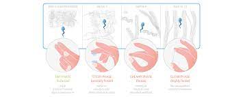Ovulation - How To Know Your Ovulation
