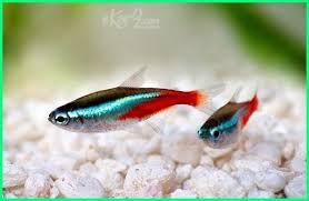 Pin Oleh Ekor9 Com Di Suatu Saat Ikan Betta Air Tawar