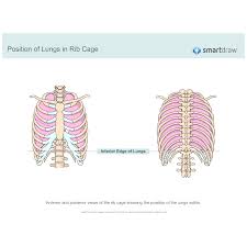 Position Of Lungs In Rib Cage