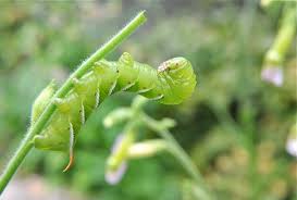 How long do hornworms take to grow? Is That A Tobacco Or Tomato Hornworm A Way To Garden