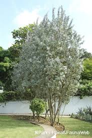 Image result for Conocarpus erectus