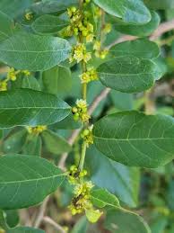 Image result for Bridelia duvigneaudii