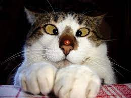 I Think I Seeeee You And You Andddd You Cross Eyed Cat Funny Cat Faces Silly Cats Funny Cat Pictures