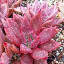 Check spelling or type a new query. Top 20 Most Beautiful Purple Succulents In The World Succulents Network