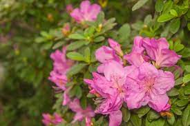 Amazing Meaning And Symbolism Of Azalea Flower And Color Florgeous In 2020 Azalea Flower Azaleas Flower Meanings