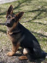 Black And Silver German Shepherd Puppies For Sale In Ohio It S A Pretty Chilly Day But Maverick Is In His Happy Place We 3 German Shepherds Germanshep In 2020 Shepherd Puppies Baby German Shepherds German Shepherd Puppies