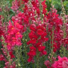 Snapdragon Seed Ruby Red Snapdragon Flower Seeds Snapdragon Flowers Flower Seeds Snapdragons