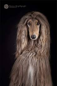 Check spelling or type a new query. ã‚¢ãƒ•ã‚¬ãƒ³ãƒã‚¦ãƒ³ãƒ‰ ã®ã‚¢ã‚¤ãƒ‡ã‚¢ 11 ä»¶ ã‚¢ãƒ•ã‚¬ãƒ³ãƒã‚¦ãƒ³ãƒ‰ ç¾Žã—ã„çŠ¬ å¯æ„›ã„ å‹•ç‰©