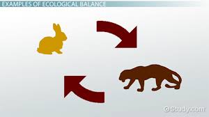 what is ecological balance definition importance