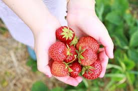 The farm is a chief producer of strawberries growing in large numbers on the farm. Top Destinations Africa Activity Genting Highlands