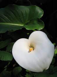 Lillies Beautiful Flowers Calla Lily Flower Images