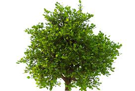 Bush 3d Model No 2 3 Seasons Wedding Design Inspiration 3d Model Model