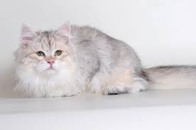It is said to be hypoallergenic and produces less fel d1 than other cat breeds. New Year With New Siberian Colors Bimetallic Siberians Croshka Siberians